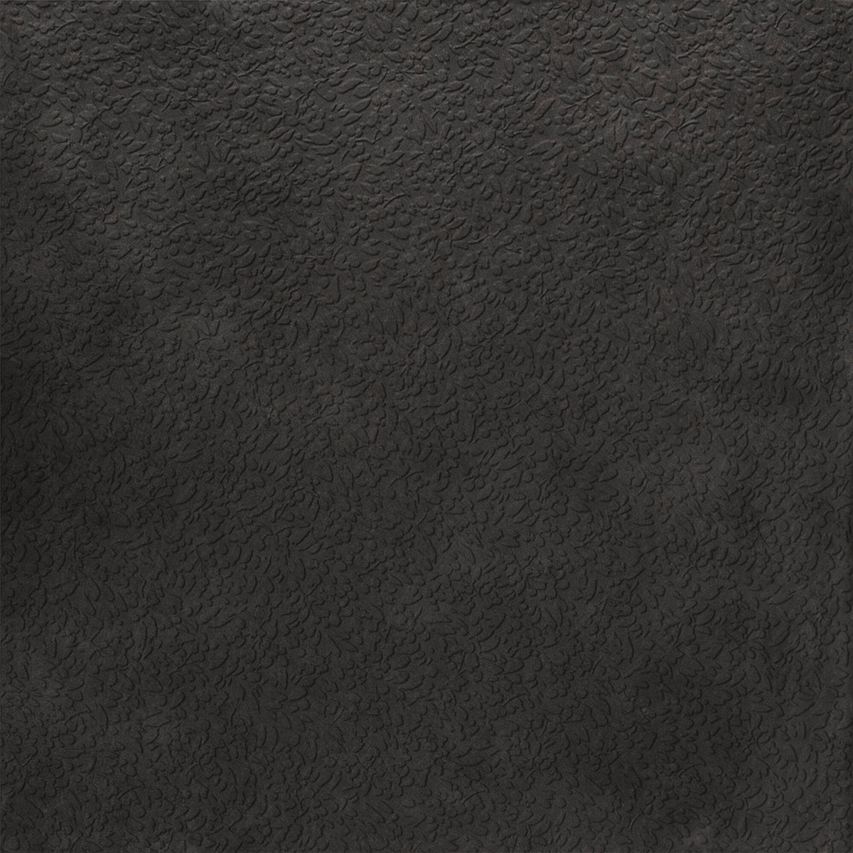 face · nisus-nocta-rect-120x120