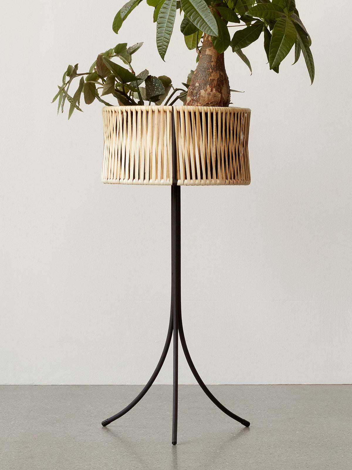Umanoff Planter by Audo, tall size close-up of the woven rattan with a plant – In Dubai by WSPR