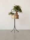 Umanoff Planter by Audo, tall size styled with a money tree against a plain wall – In Dubai by WSPR
