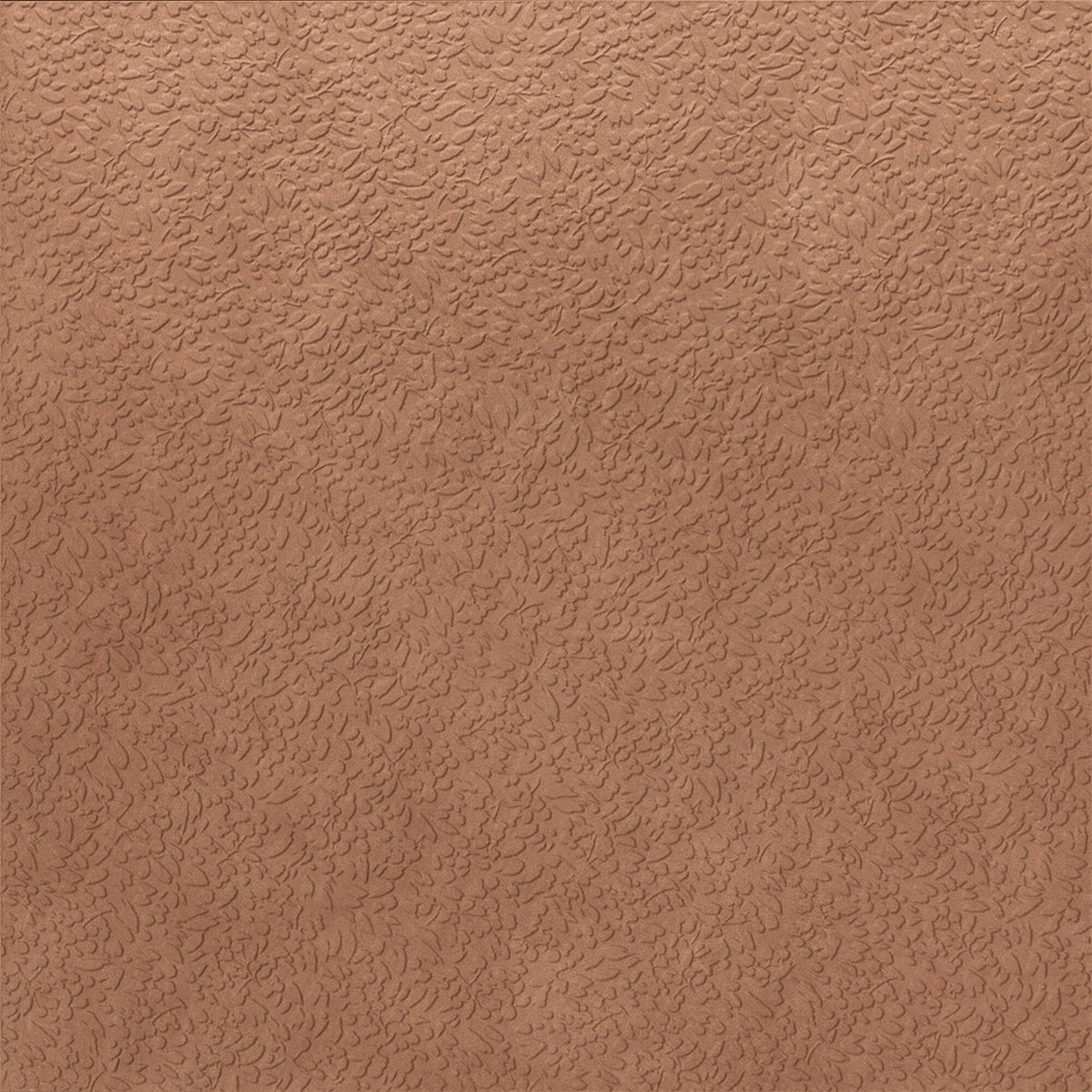 face · nisus-terra-rect-120x120