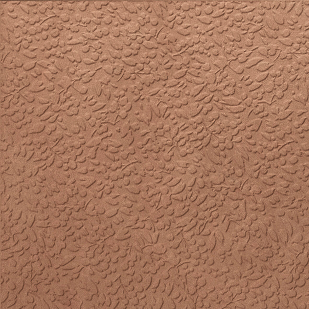 face · nisus-terra-rect-60x60