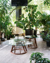 Acco Coffee Table by Miniforms styled among indoor plants with a glass top – In Dubai by WSPR