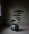 Arket Plant Pot, Medio by 101 Copenhagen in Dark Grey in a styled interior – In Dubai by WSPR