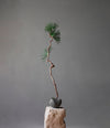 Curve Bowl, Mini by 101 Copenhagen in Dark Grey in a styled interior – In Dubai by WSPR