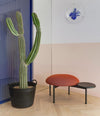 Meeting Point Pouf by Sancal in terracotta with a cactus – In Dubai by WSPR