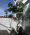 Urchin Plant Pot, Medio by 101 Copenhagen in Beehive in a styled interior – In Dubai by WSPR