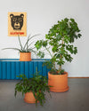 Vavavà Vase by Miniforms styled with leafy plants against a blue radiator – In Dubai by WSPR